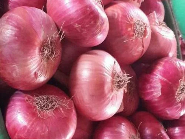 Onion Exporter Freightix1012