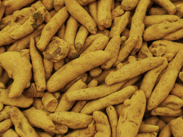 Finger Turmeric Export India