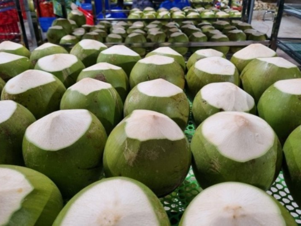 Fresh Coconut Export India