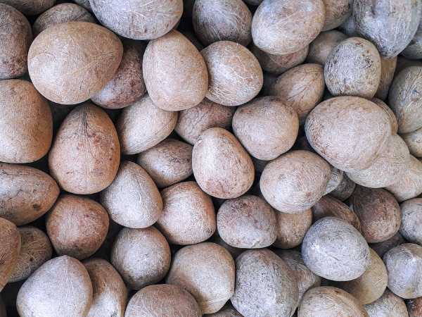 Coconut Products Export India